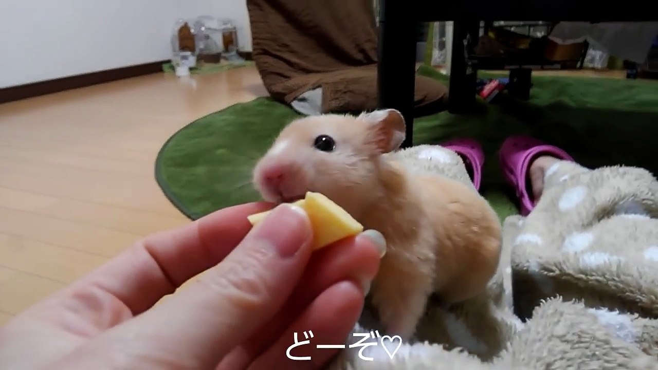 麻田義貴のコロコロハムちゃん (9)