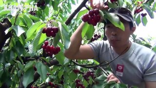 HOW TO CHERRY HOOK WITH HAND AND SIMPLE SIMPLIFIED MACHINE