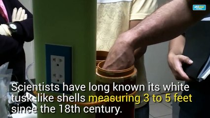 WATCH: After centuries, scientists finally found this freaky 'unicorn of mollusks' in the Philippines