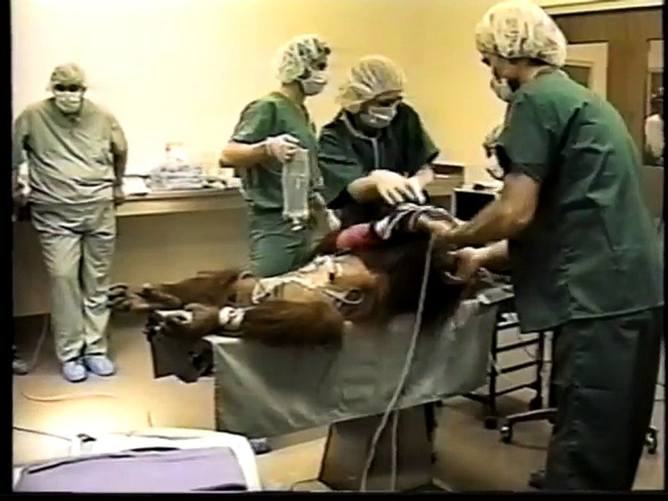 St Louis Zoo Keepers Of A Kingdom KMOV Special [VHS Archived Documentary]