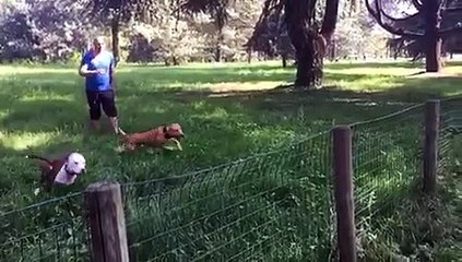 Increible este perro se llevo de la emocion y se olvido de la valla delantera