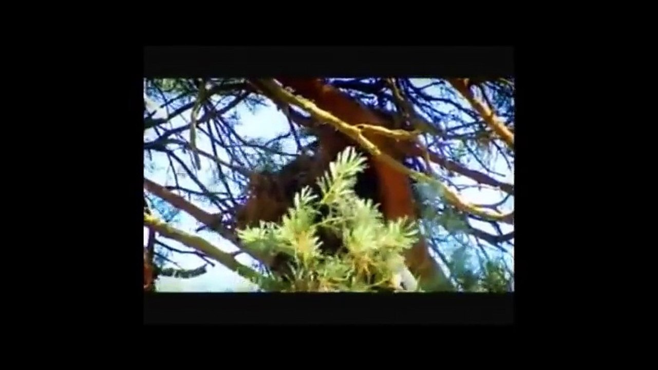 MARCO PIERRE WHITE SHOOTING SQUIRRELS