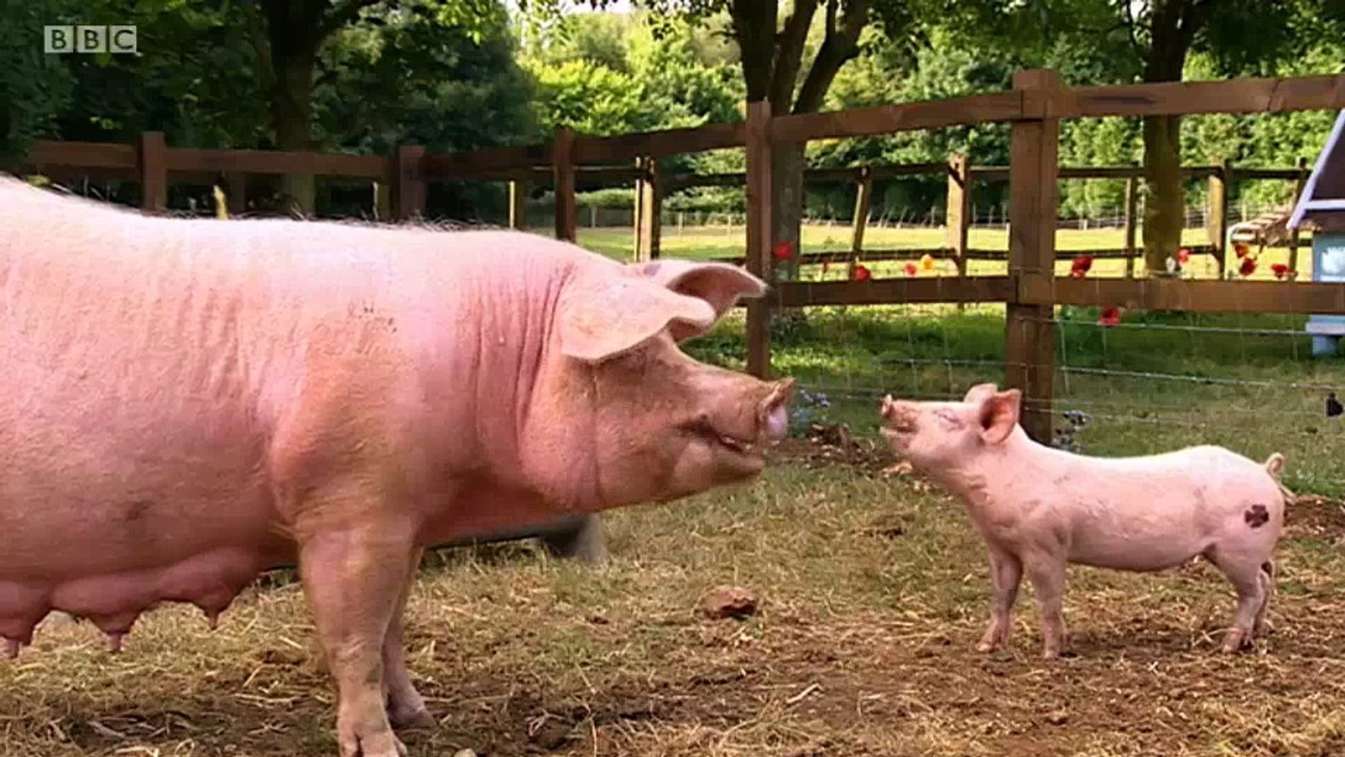 Big Barn Farm S2e10 Oink Factor Video Dailymotion