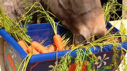 Big Barn Farm - S2E16. Adventures of Petal