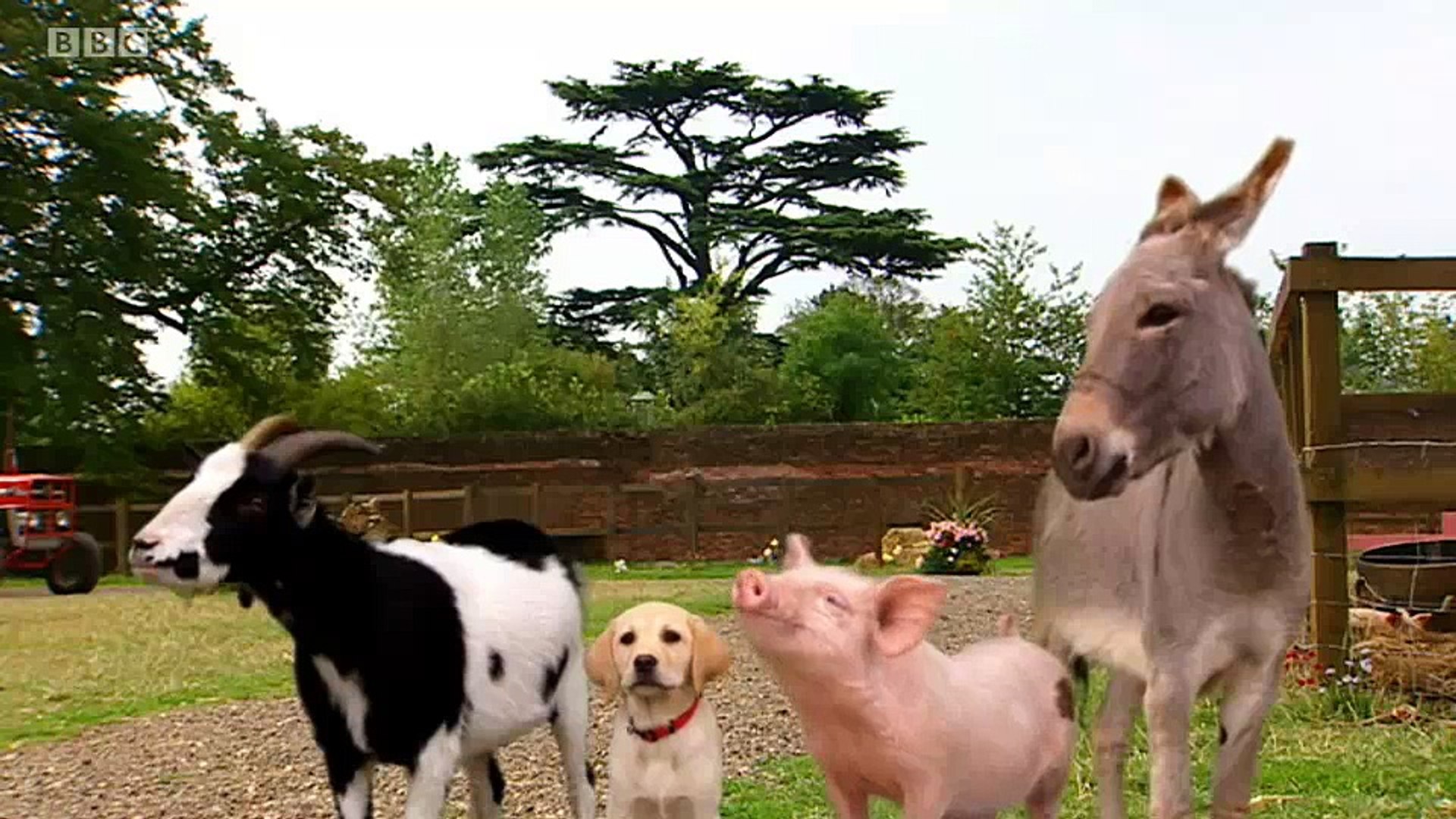 Big Barn Farm S2e19 Babysitters Video Dailymotion