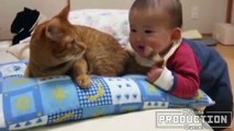 funny Babies annoying cats