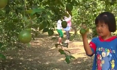Siasat Ubah Lahan Sempit dan Kumuh Jadi Kebun Jeruk