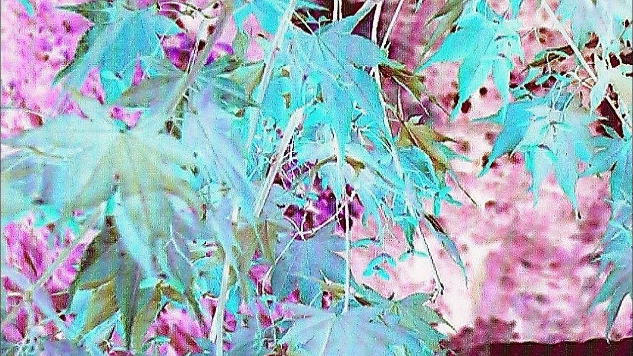 Je ne lâcherai pas ta main Chanson Vincent LAMMOUR