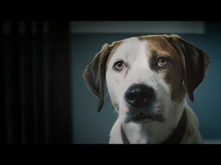 Downward Dog ( Season 1 ) Episodes 1 // Stream Online // Full Episode