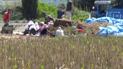 Türkiye'nin Fidan İhtiyacı Fidanlı'dan Karşılanıyor