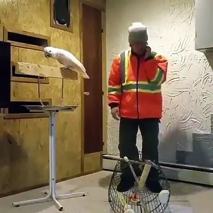 Ce perroquet en veut à son maitre qui a casser sa cage... Ahaha