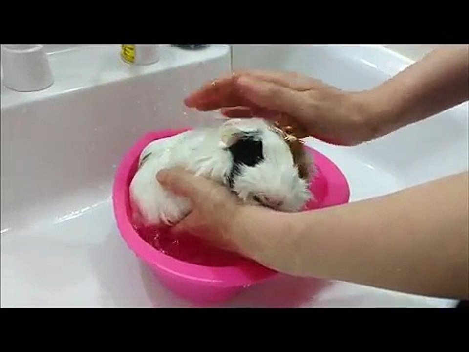 吉川利彦と動物との暮らし (2)