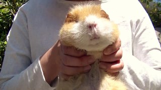 吉川利彦と動物との暮らし (3)