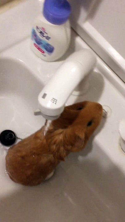 吉川利彦と動物との暮らし (4)