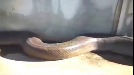 Amazing BIG python    BIG anaconda    Largest Snake    Biggest Snake of the World 2016