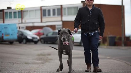 The Heaviest Dog in England Weighs as Much as a Baby Elephant