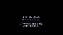 亀戸天神の藤の花　2017・4・24（月）