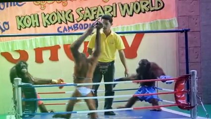 Monkey Boxing