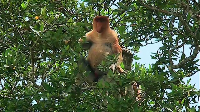 동물의 세계 20170424