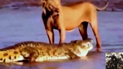 Best Documentary Films Animals Attacks Lion - Wild Animal Killed Lion