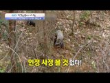 [실제상황] 야생멧돼지를 잡는 사냥개들! [광화문의 아침] 374회 20161207