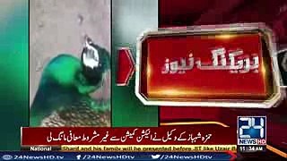 Inhumane act on peacock in Faisalabad
