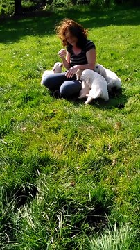 Chiots Goldens Élevage de la Forêt du Kranou 22 04 2017