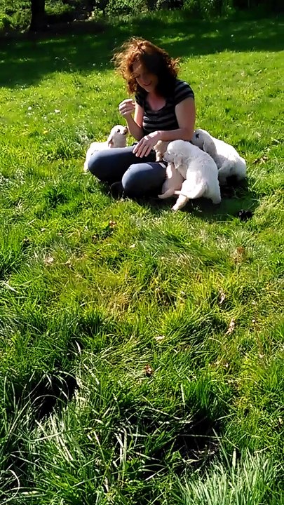 Chiots Goldens Élevage de la Forêt du Kranou 22 04 2017