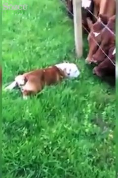 Yeni arkadaşlar bulan sevimli köpek...