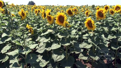 I suncokret MOŽE da bude isplativa kultura!