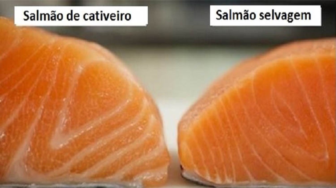 O Salmão é um dos alimentos mais tóxicos do Mundo! É isto que tens de saber o mais rápido possível!