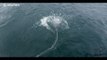 Massive shark breaches surface to seize 'prey'