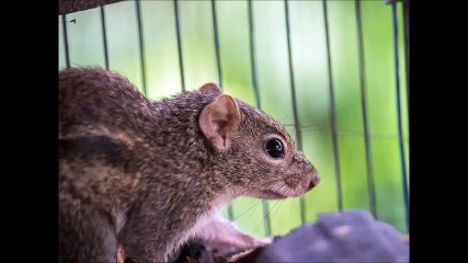 Bug Guys Pest Control LP - (512) 240-6628