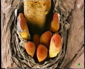 Acaros de la cara: Demodex folliculorum