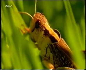 Metamorfosis: De saltamontes a langosta