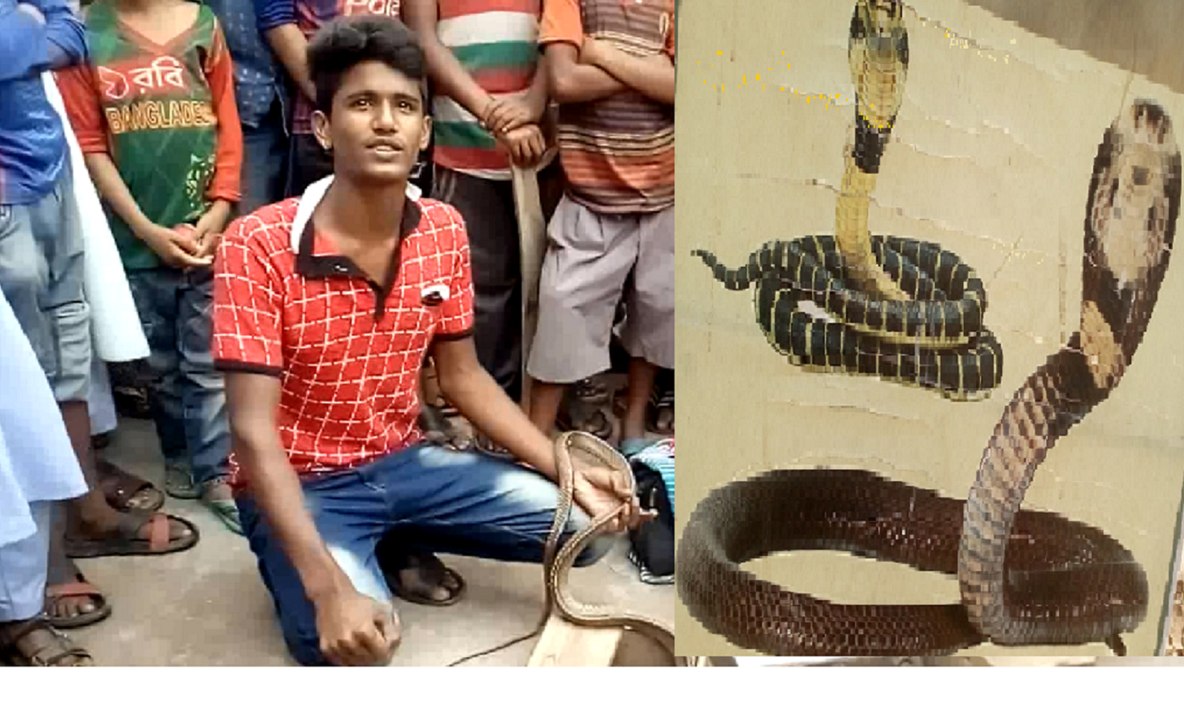 Snake game and very big snake (গ্রাম বাংলার সাপের খেলা) in bangladesh,