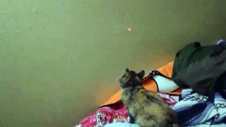 Funny Videos 2017 - Funny Cats Video - Funny Cat Videos Ever - Funny Animals Funny Fails