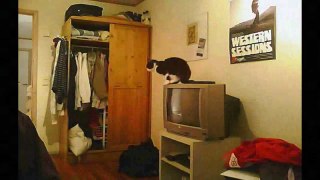 Funny Videos 2017- Funny Cats Video - Funny Cat Videos Ever - Funny Animals Funny Fails 1