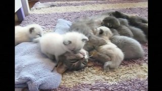 Funny Videos 2017- Funny Cats Video - Funny Cat Videos Ever - Funny Animals Funny Fails 5