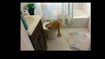 Funny Videos 2017- Funny Cats Video - Funny Cat Videos Ever - Funny Animals Funny Fails 7