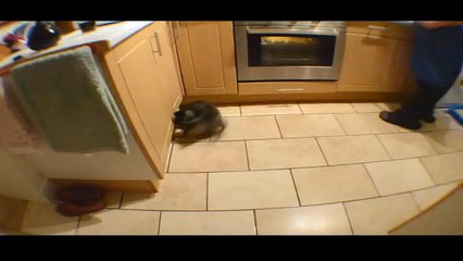Funny Videos 2017- Funny Cats Video - Funny Cat Videos Ever - Funny Animals Funny Fails 8