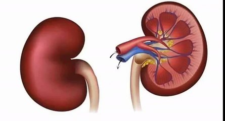 5 Ways To Prevent Kidney Disease