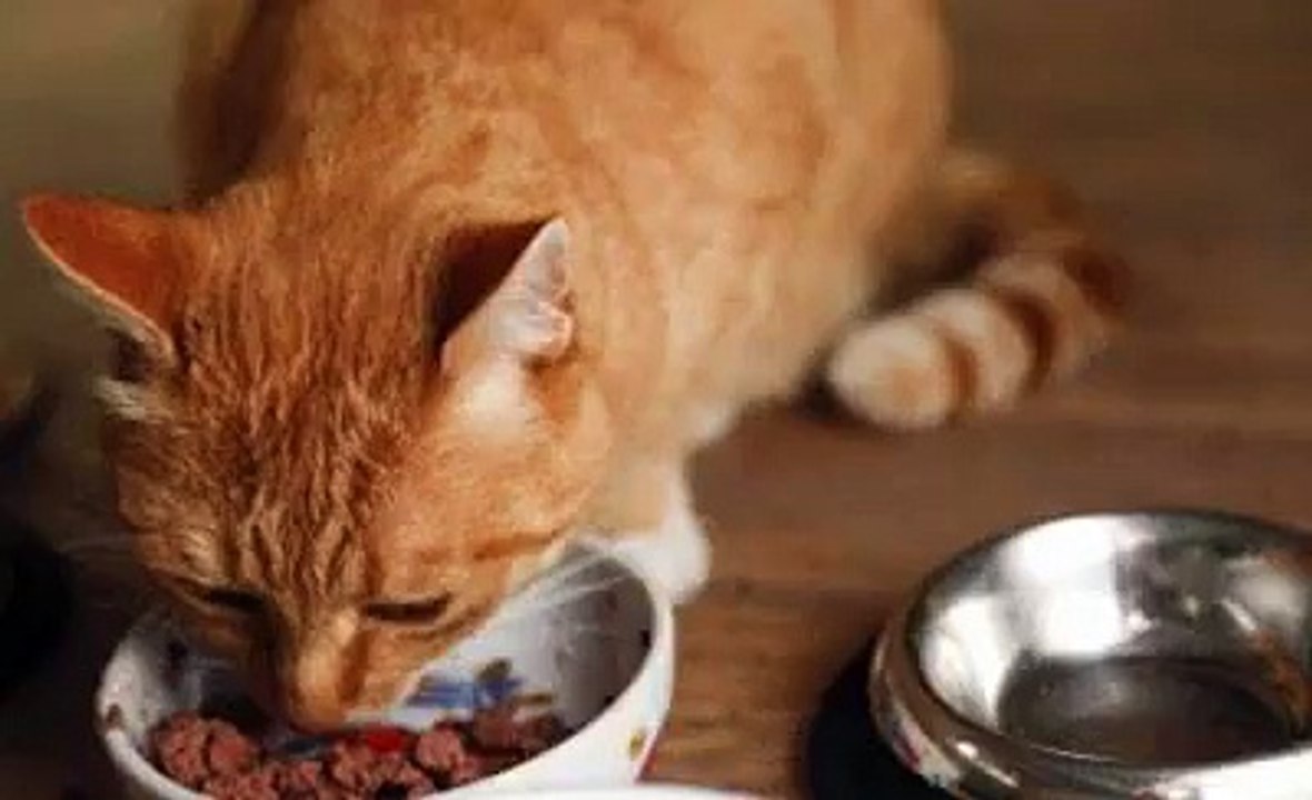 Food To Prevent Kidney Disease In Cats