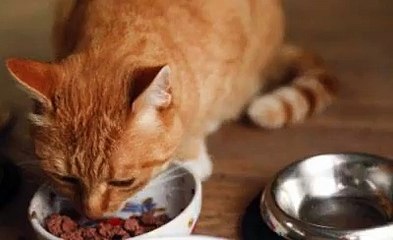 Food To Prevent Kidney Disease In Cats