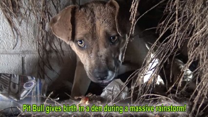 Homeless Pit Bull gives birth in a den during a massive rainstorm.  SO MANY PUPPIES!!!