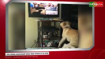 Un chien veut jouer avec d'autres chiens à la télé