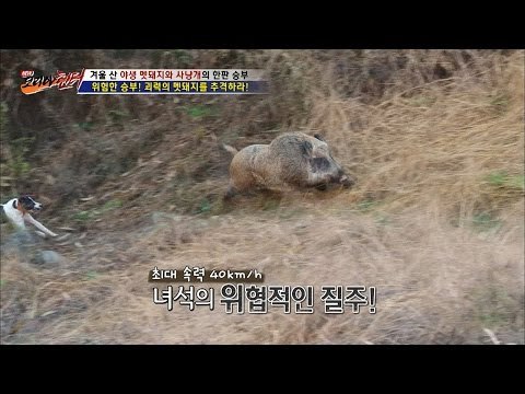 [실제상황] 야생 멧돼지가 나타났다! [뉴 코리아 헌터] 27회 20161205