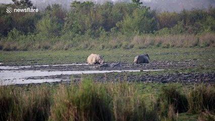 Rhinos and water buffalo cool off at watering hole during India heatwave