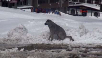 Bursa Uludağ'da Kar Kalınlığı 40 Santime Ulaştı