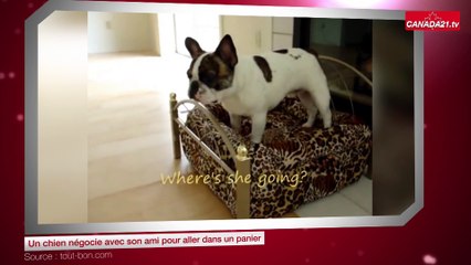 Un chien négocie avec son ami pour aller dans un panier